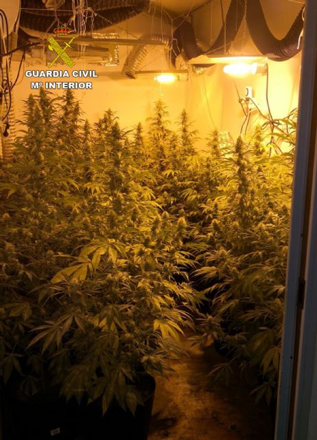 La Guardia Civil desmantela en Murcia dos invernaderos clandestinos de marihuana - 4, Foto 4