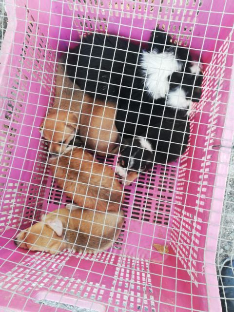IU Lorca denuncia el abandono de camadas de perros en el mercado de Purias - 2, Foto 2