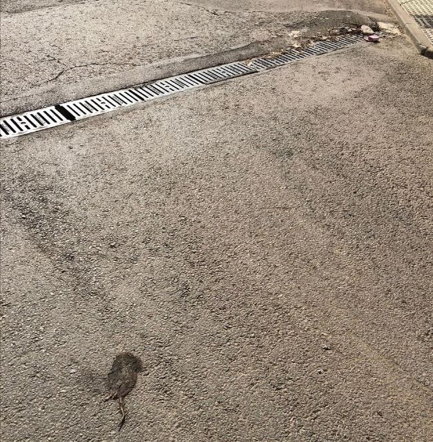 El estado de abandono y suciedad en las calles, parques y jardines, tema sobre el que el PP preguntará en un próximo Pleno - 1, Foto 1