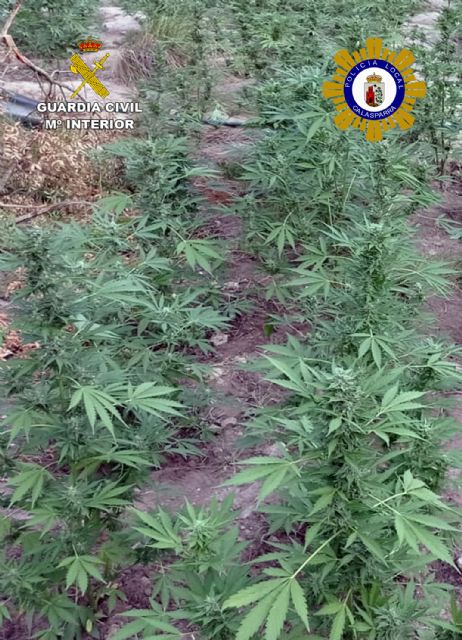 Desmantelan una gran plantación de marihuana en una zona montañosa de Calasparra - 1, Foto 1