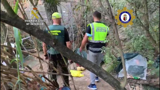 Desmantelan una gran plantación de marihuana en una zona montañosa de Calasparra - 3, Foto 3