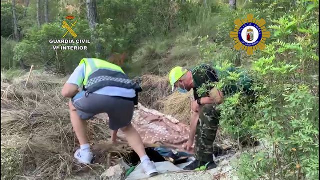 Desmantelan una gran plantación de marihuana en una zona montañosa de Calasparra - 4, Foto 4