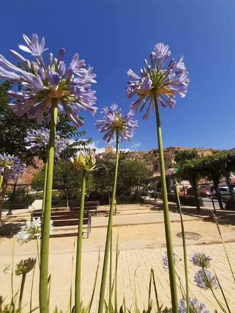 La concejalía de Parques y Jardines realiza la plantación de diferentes variedades de flores, muy resistentes al calor, en las zonas verdes del municipio - 2, Foto 2