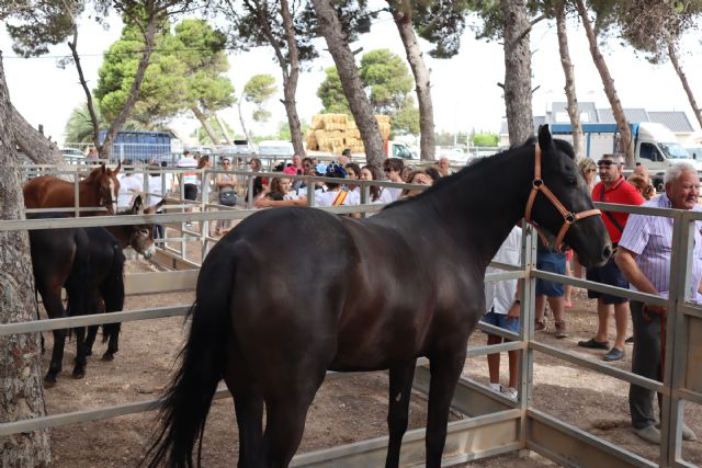 Ganaderos de toda la Región se dan cita en la CCXXIV Real Feria de Ganado de San Pedro del Pinatar - 1, Foto 1