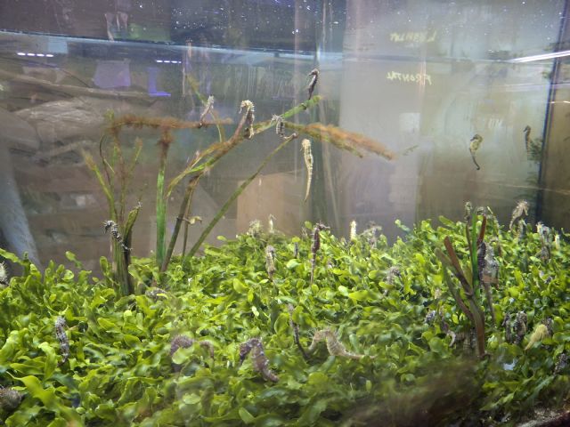 El futuro Centro de conservación de especies del Mar Menor contará con 16 tanques para proteger y conservar la biodiversidad regional - 1, Foto 1