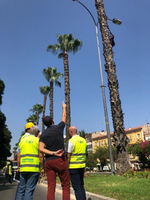 Más de 15.000 palmeras son revisadas y podadas en el municipio de Murcia para que luzcan toda su belleza - 1, Foto 1