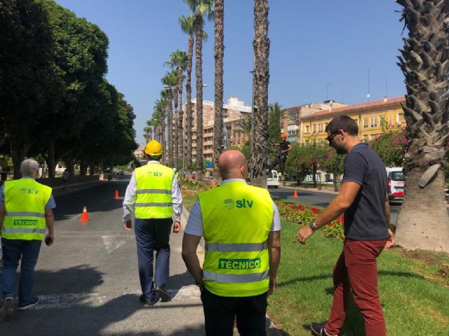 Más de 15.000 palmeras son revisadas y podadas en el municipio de Murcia para que luzcan toda su belleza - 2, Foto 2