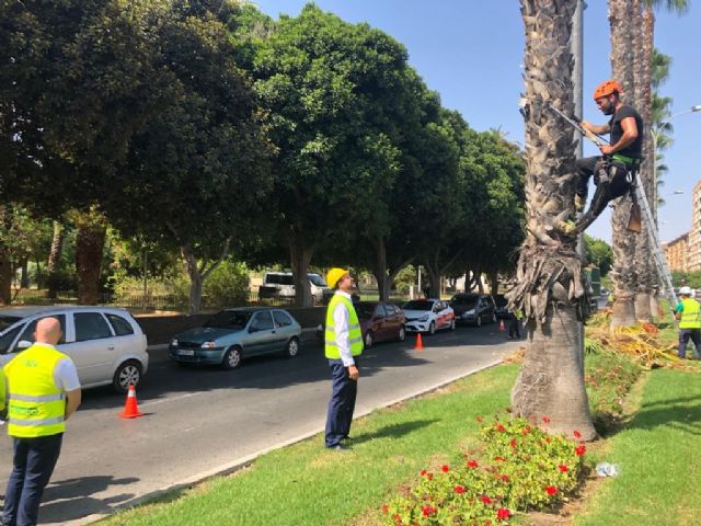 Más de 15.000 palmeras son revisadas y podadas en el municipio de Murcia para que luzcan toda su belleza - 3, Foto 3
