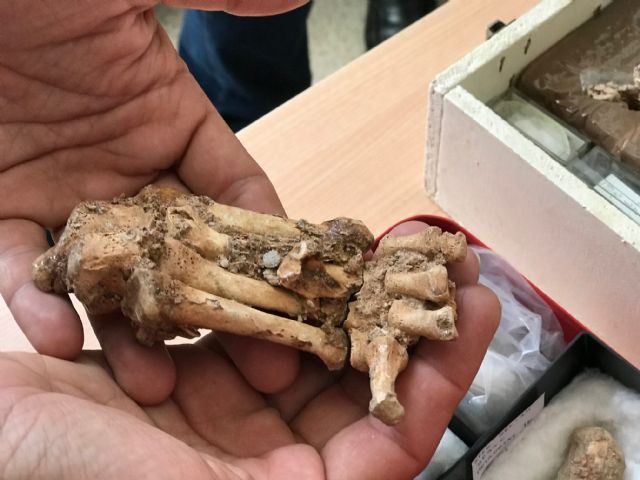 Profesores de la Universidad visitan el Laboratorio de Investigaciones Arqueológicas y Paleoantropológicas del Cabezo Gordo - 2, Foto 2