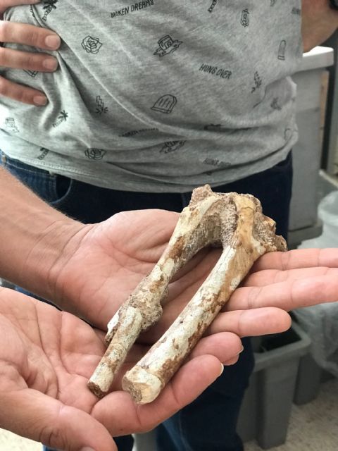 Profesores de la Universidad visitan el Laboratorio de Investigaciones Arqueológicas y Paleoantropológicas del Cabezo Gordo - 3, Foto 3