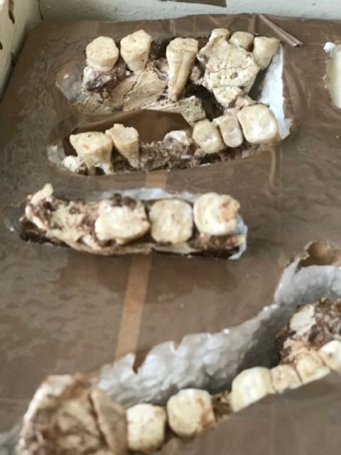 Profesores de la Universidad visitan el Laboratorio de Investigaciones Arqueológicas y Paleoantropológicas del Cabezo Gordo - 4, Foto 4