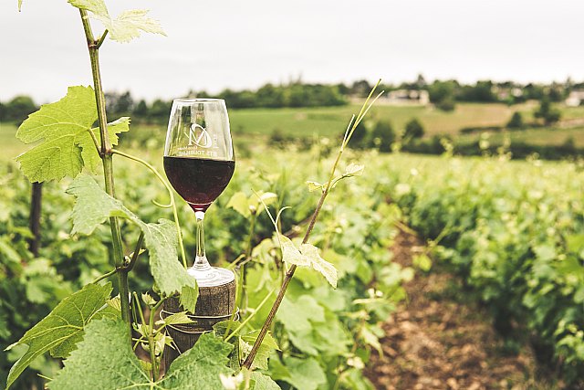 Agroseguro adelanta el pago de 4,65 millones de euros de indemnizaciones por daños en uva de vino - 1, Foto 1