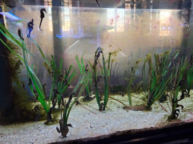 Siete empresas optan a diseñar el futuro Centro de Conservación del Mar Menor - 1, Foto 1