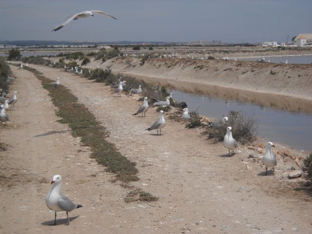 Aumenta el número de parejas de aves que crían en el Parque Regional de las Salinas y Arenales de San Pedro del Pinatar - 1, Foto 1