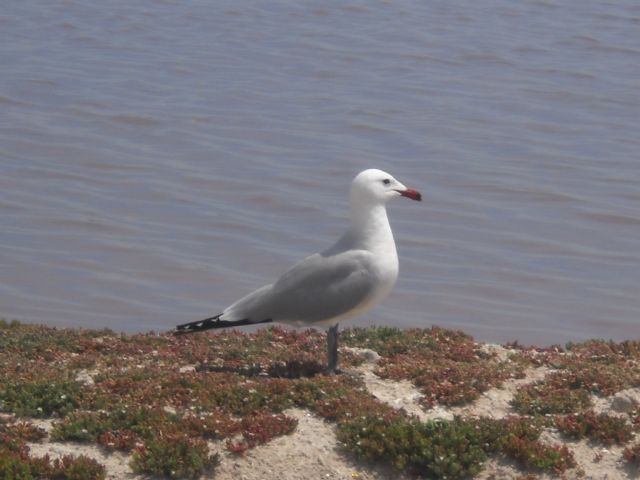 Aumenta el número de parejas de aves que crían en el Parque Regional de las Salinas y Arenales de San Pedro del Pinatar - 2, Foto 2