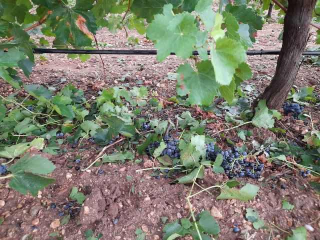 Numerosos siniestros en el campo provocados por la DANA de las últimas horas - 1, Foto 1