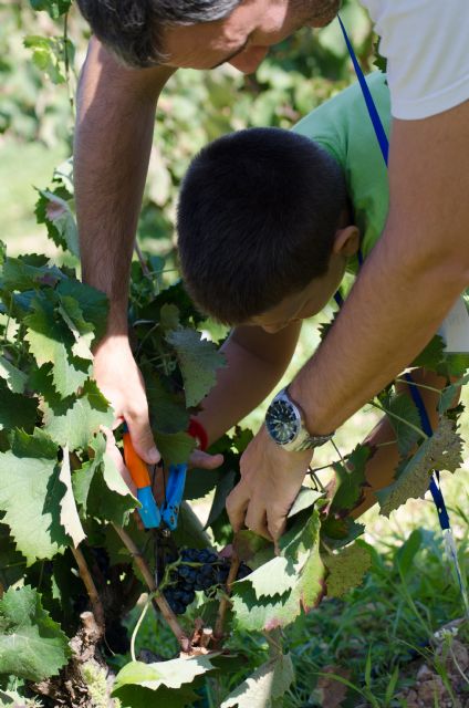 BODEGAS LUZN arranca la XIV edicin de Vendimia Abierta, Foto 2