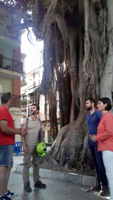 Arbolistas con certificación europea revisan en profundidad los ficus de La Glorieta - 1, Foto 1