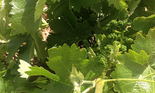 Mosto y zumo de uva ecológico campaña 2019/2020. Prácticas enológicas permitidas - 1, Foto 1