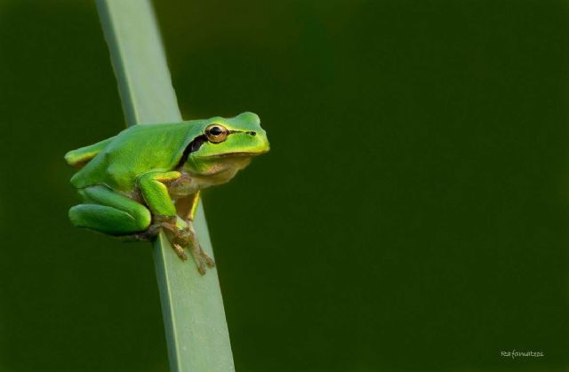 Foto cedida por Rafael Mateos, Foto 1