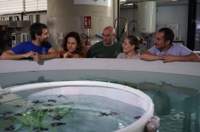 Medio Ambiente envía diez ejemplares de tortuga boba al Centro Oceanográfico de Valencia - 2, Foto 2