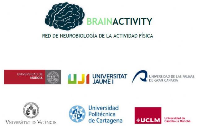 La Universidad de Murcia coordinará la red 'BrainActivity' en Neurobiología del ejercicio - 1, Foto 1