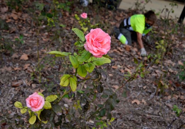 Miles de rosales son tratados para conseguir una mejor y mayor floración - 2, Foto 2