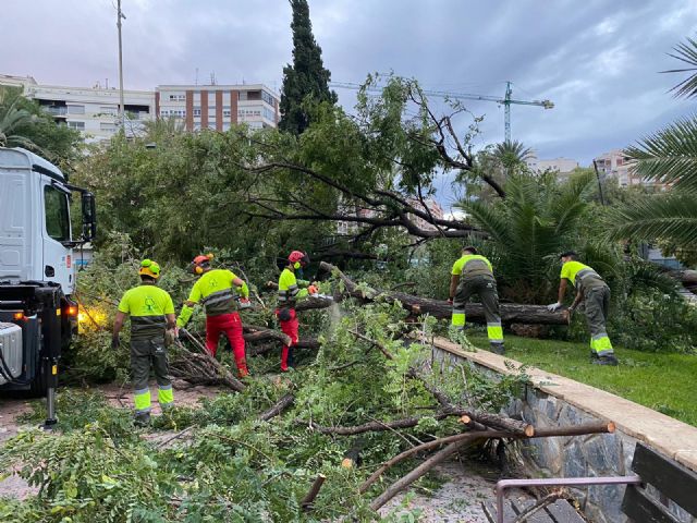 Parques y Jardines despliega un dispositivo especial para solventar las incidencias causadas por el fuerte viento - 3, Foto 3