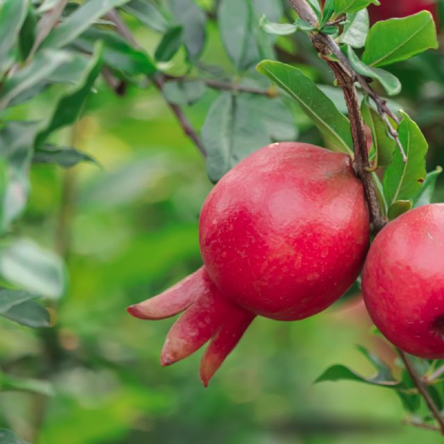 España produce más de 79.000 toneladas de granada - única fruta con punicalagina- aliada para la astenia otoñal - 1, Foto 1