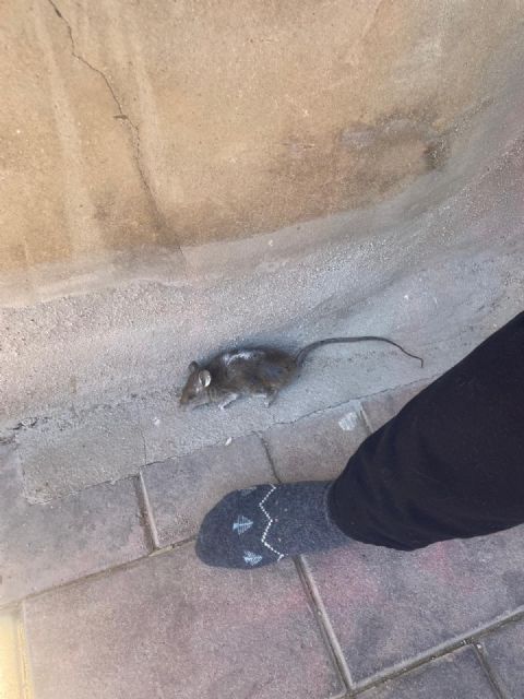 El PSOE de Alcantarilla exige soluciones urgentes ante el grave deterioro de un edificio abandonado en la calle Dos de Mayo - 2, Foto 2