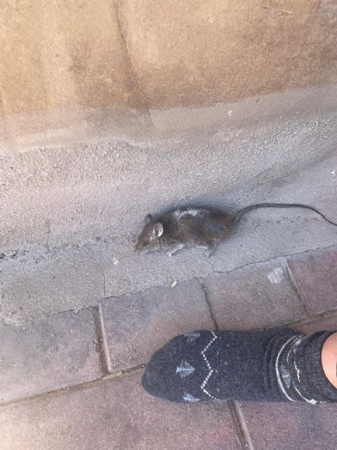El PSOE de Alcantarilla exige soluciones urgentes ante el grave deterioro de un edificio abandonado en la calle Dos de Mayo - 3, Foto 3