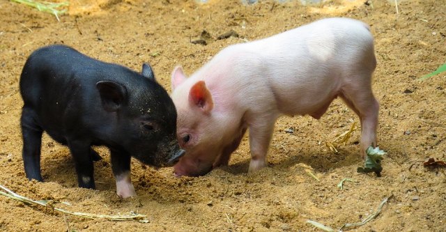 Asaja Murcia muy “preocupada” ante la posibilidad de que la peste porcina llegue a España - 1, Foto 1