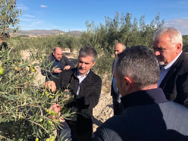 La Comunidad destina 500.000 euros para luchar contra la Xylella Fastidiosa - 1, Foto 1