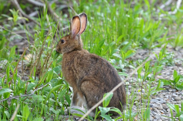 Medio Ambiente prolonga durante un año las medidas extraordinarias para combatir los daños causados por la proliferación de conejos - 1, Foto 1