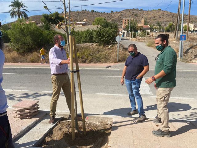 Desarrollo Urbano instala un novedoso sistema para evitar que las raíces levanten las aceras de las calles - 2, Foto 2