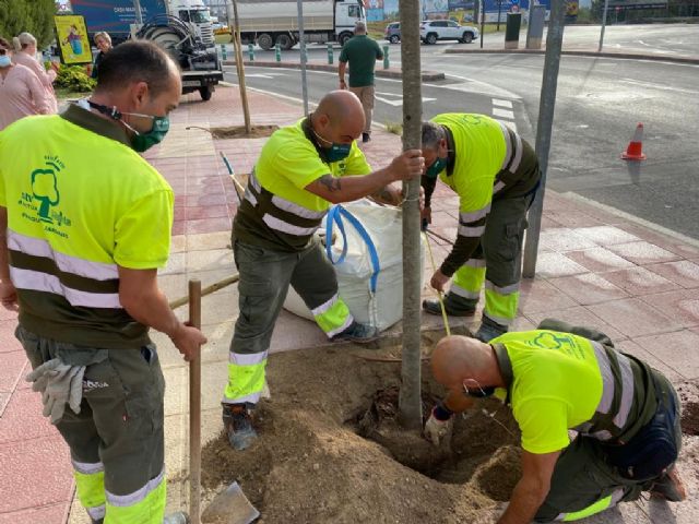 La calle Pintor Almela Costa de El Infante gana sombra natural gracias a la plantación de 14 almeces - 2, Foto 2