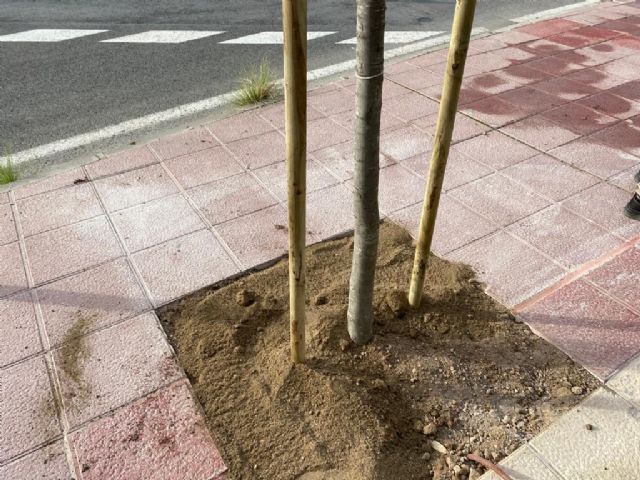 La calle Pintor Almela Costa de El Infante gana sombra natural gracias a la plantación de 14 almeces - 3, Foto 3