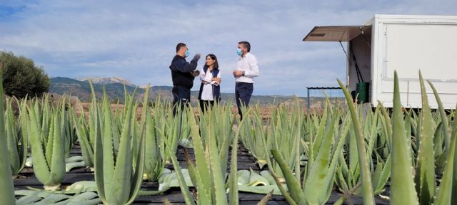 El cultivo de aloe vera en la Región de Murcia crece un 200 por ciento en los últimos tres años gracias a su rentabilidad - 1, Foto 1