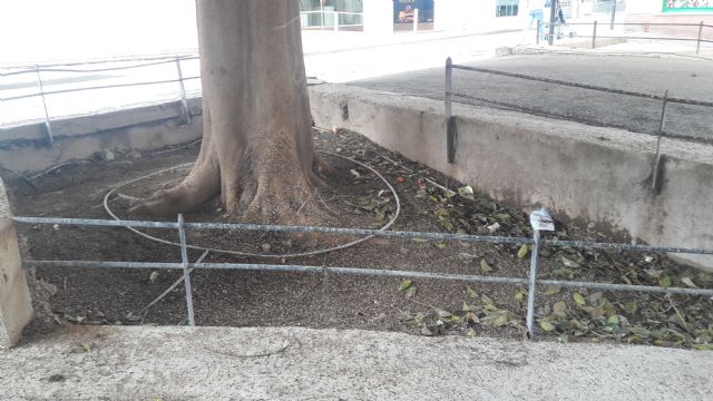 El PP exige una actuación de choque entre las calles Abenhalaj y avenida de Portugal, limpiando y desinfectando las aceras y el ejemplar de ficus - 2, Foto 2
