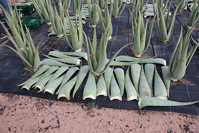 Visita a Lexportia Bio, una finca ecolgica dedicada a la produccin de aloe vera en Alhama de Murcia, Foto 4