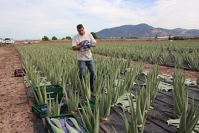 Visita a Lexportia Bio, una finca ecolgica dedicada a la produccin de aloe vera en Alhama de Murcia, Foto 5