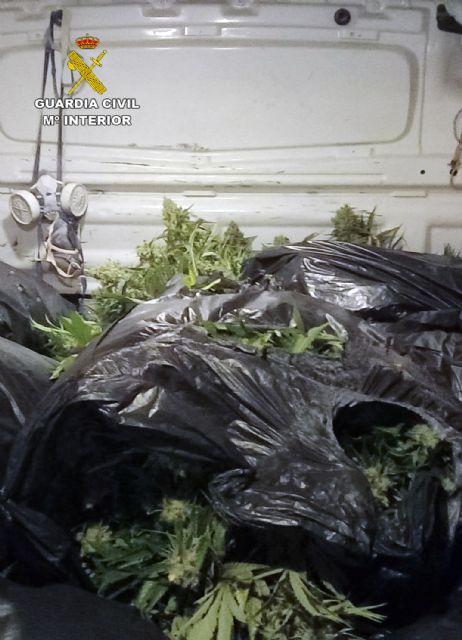La Guardia Civil desmantela un grupo criminal dedicado al cultivo y distribución de marihuana - 2, Foto 2