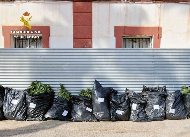 La Guardia Civil desmantela un grupo criminal dedicado al cultivo y distribución de marihuana - 3, Foto 3