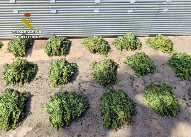 La Guardia Civil desmantela un grupo criminal dedicado al cultivo y distribución de marihuana - 5, Foto 5