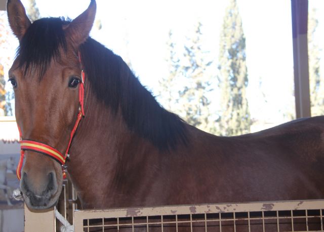 Casi 400 ejemplares en la Feria de Ganado Equino de Puerto Lumbreras - 2, Foto 2