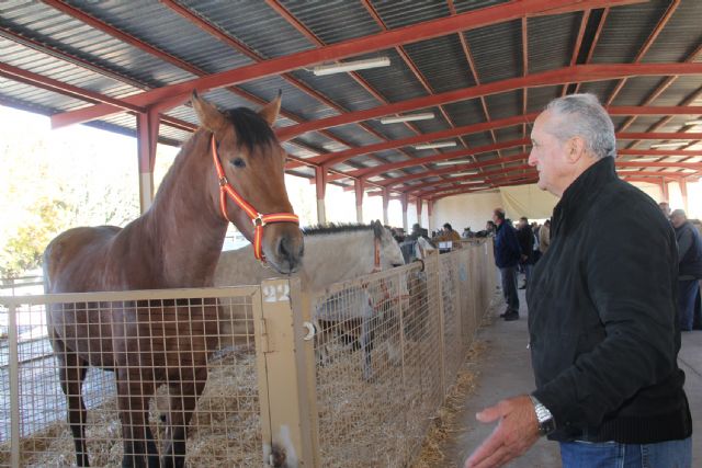 Casi 400 ejemplares en la Feria de Ganado Equino de Puerto Lumbreras - 3, Foto 3