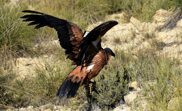 Jornada de reforestación en Calasparra. - 3, Foto 3
