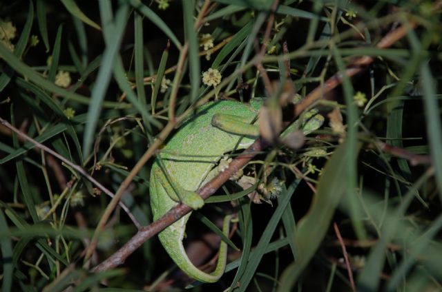 Ecologistas en Accion organiza un año mas los muestreos de camaleones en El Valle-Carrascoy - 4, Foto 4