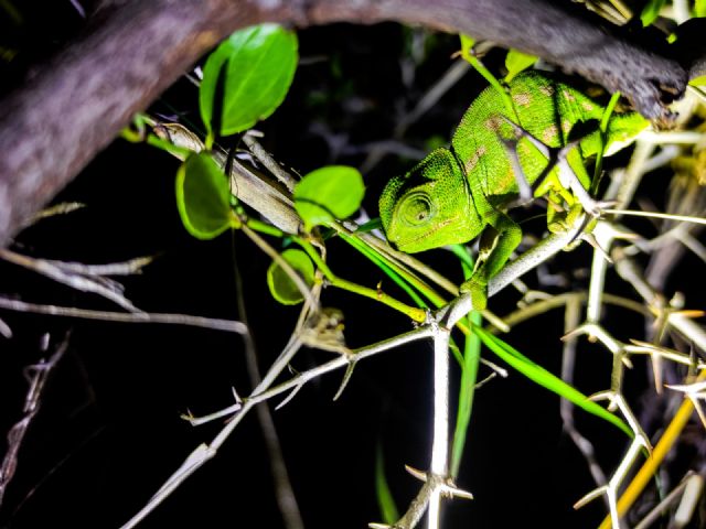 Ecologistas en Accion organiza un año mas los muestreos de camaleones en El Valle-Carrascoy - 5, Foto 5