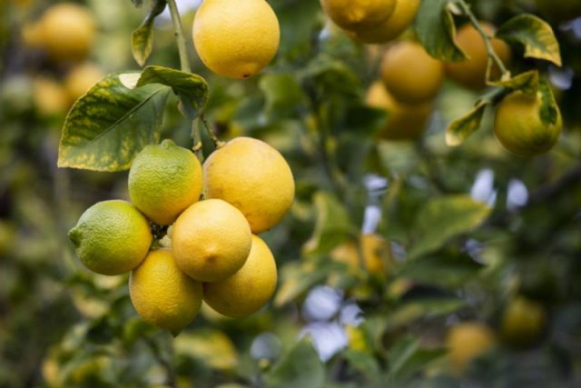 ASAJA Murcia respalda la cláusulas espejo para que los productos importados cumplan los mismos estándares que los exigidos dentro de la Unión Europea - 1, Foto 1